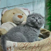 نر و ماده بریتیش کوچک