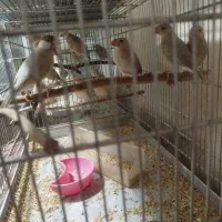 جوجه فنچ نرگسی شکلاتی