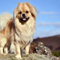 سگ اسپانیل تپیتان