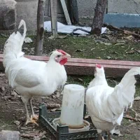 نیمچه خروس گلین|حیوانات مزرعه|رامیان, |دیوار