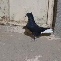 کبوتر