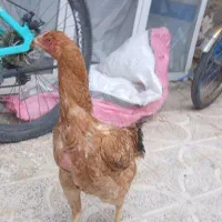 یک عدد فریح