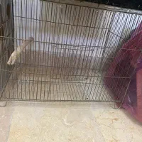 قفس|لوازم جانبی حیوانات|اردبیل, |دیوار