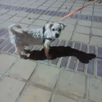 سگ پاکوتا