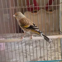 سهره قناری