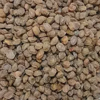 الو بخارا طبیعی بوانات|خوردنی و آشامیدنی|شیراز, کوشک میدان|دیوار