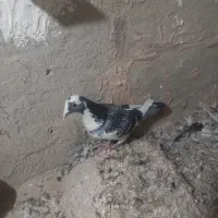 ۷عددکبوترپرشی|پرنده|اسفراین, |دیوار