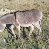 کره خر نر