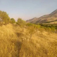 2000متر باغ بادام((معاوضه))|فروش زمین و ملک کلنگی|دینور, |دیوار