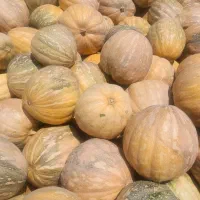 کدو تناژ موجوده ۳۸