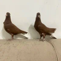 جوجه اشعل سرخ