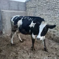 گاو هلشتاین|حیوانات مزرعه|بشاریات, |دیوار