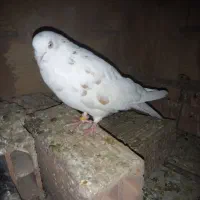 کبوتر پرشی|پرنده|پاکدشت, پاکدشت (مامازند)|دیوار