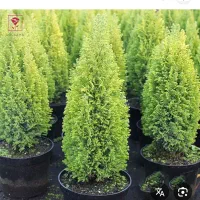 باغبانی صفرتاصد|خدمات باغبانی و درختکاری|گنبد کاووس, |دیوار