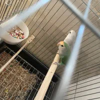 طوطی برزیلی