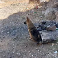 گمشده هر کس پیدا کرد مژدگانی خیلی خوب پرداخت میشود|حیوانات|مرودشت, تخت جمشید|دیوار