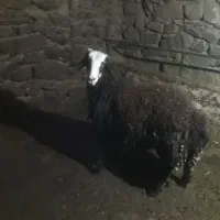 برە کله سفید