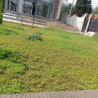 باغبانی و هرس کاری