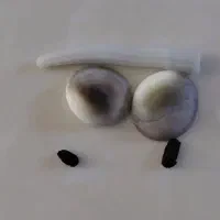 ما سنگ شانس را به شما میفروشیم