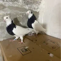 کفتر نر وماده طوقی بهبونی|پرنده|شیراز, معالی‌آباد|دیوار