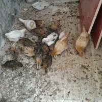 جوجه محلی