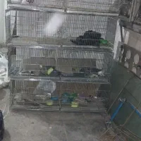 جوجه پرون ارده شیر شفارشی