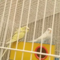 جفت مرغ عشق پروانه ای تک رنگ چشم شرابی آماده