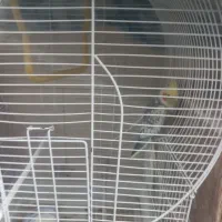 عروس هلندی جفت|پرنده|زارچ, |دیوار