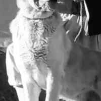 واگزاری نر الابای