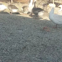 غاز محلی چاق