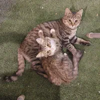 واگذاری بچه گربه