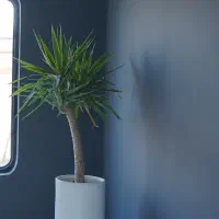 باریستایی خانم