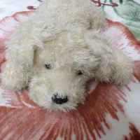 عروسک سگ|اسباببازی بچه|ساری, |دیوار