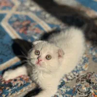 گربه اسکاتیش|گربه|شیراز, حافظیه|دیوار