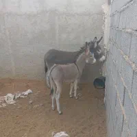 فروش الاغ|حیوانات مزرعه|سیرجان, |دیوار