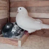 کبوتر باجفتگاه باجوجه|پرنده|رشت, سلیمانداراب|دیوار