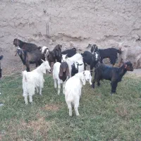 بزغاله ماده|حیوانات مزرعه|رضویه, |دیوار