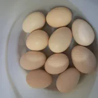 تخم مرغ ایسونم