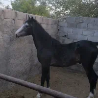 نریان ۲ ساله سر و دم گیر