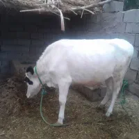 گاوسمینتال برای داشت