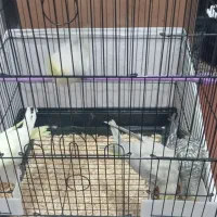 تعدادی پرنده بفروش می‌رسد