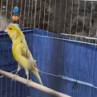 سهره