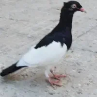 یهودی ماده میخوام