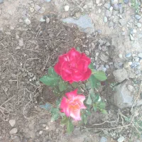 فروش زمین پاسگاه یولو