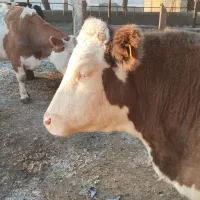 نیروی کار جوان خانم و آقا در دامداری