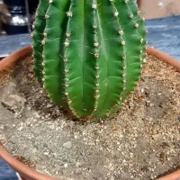 فروش کاتوس اچینو چهارساله|گل و گیاه طبیعی|سقز, |دیوار