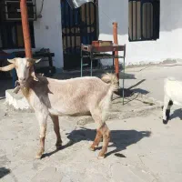 بز داشتی|حیوانات مزرعه|مسجد سلیمان, |دیوار