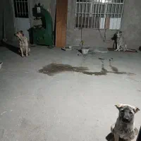 واگذاری|سگ|صباشهر, |دیوار