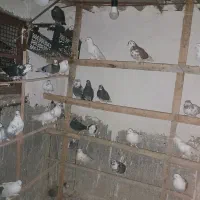 کبوتر|پرنده|گرگان, |دیوار