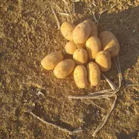 فروش انواع بذر سیب زمینی